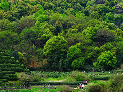 【生态环保篇】绿水青山就是金山银山 【生态环保篇】绿水青山就是金山银山